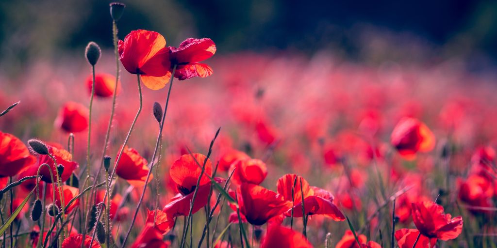 This image has an empty alt attribute; its file name is poppies.jpg